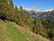 40 Sul sent. 117 dal Forcolino al Monte Colle larici in look autunnale